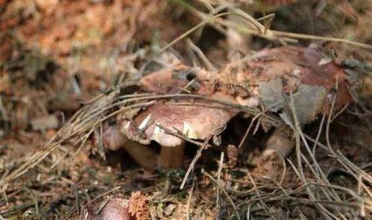 食用菌種滅菌問(wèn)題？