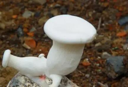 QQ截圖20220527145535.jpg QQ截圖20220527145535.jpg